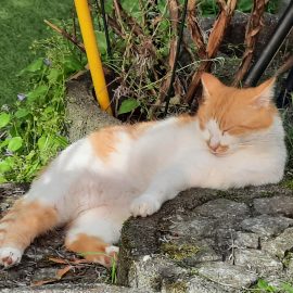 Die verborgene Welt der Katzen-Träume: Was passiert in ihren Köpfen? Die verborgene Welt der Katzen-Träume: Was passiert in ihren Köpfen?