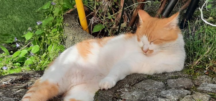 Sicherer Freigang: Wie du deiner Katze die Freiheit gibst, die sie liebt Sicherer Freigang: Wie du deiner Katze die Freiheit gibst, die sie liebt