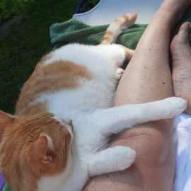 Die 5 skurrilsten Katzenprodukte, die wirklich was taugen Die 5 skurrilsten Katzenprodukte, die wirklich was taugen