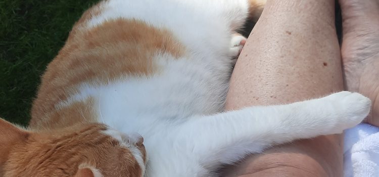 Die 5 skurrilsten Katzenprodukte, die wirklich was taugen Die 5 skurrilsten Katzenprodukte, die wirklich was taugen