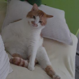 Katzenpsychologie: So baust du eine starke Bindung zu deinem Haustier auf Katzenpsychologie: So baust du eine starke Bindung zu deinem Haustier auf