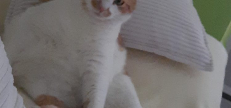Katzenpsychologie: So baust du eine starke Bindung zu deinem Haustier auf Katzenpsychologie: So baust du eine starke Bindung zu deinem Haustier auf