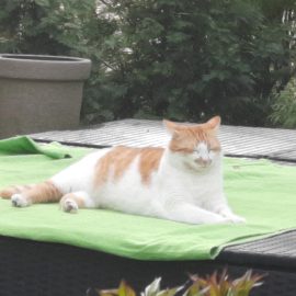 Freigänger-Tracking: Die besten GPS-Tracker für Katzen