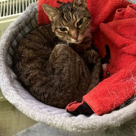 Großes Abenteuer auf 45 Quadratmetern – Wie du deine Wohnung zur Katzen-Oase machst Großes Abenteuer auf 45 Quadratmetern – Wie du deine Wohnung zur Katzen-Oase machst