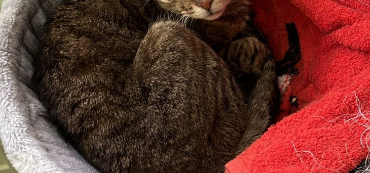 Großes Abenteuer auf 45 Quadratmetern – Wie du deine Wohnung zur Katzen-Oase machst Großes Abenteuer auf 45 Quadratmetern – Wie du deine Wohnung zur Katzen-Oase machst