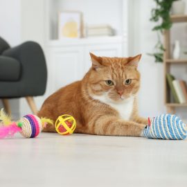 Katzenfreundliche Deko: Einrichtungstipps für Haustierbesitzer Katzenfreundliche Deko: Einrichtungstipps für Haustierbesitzer
