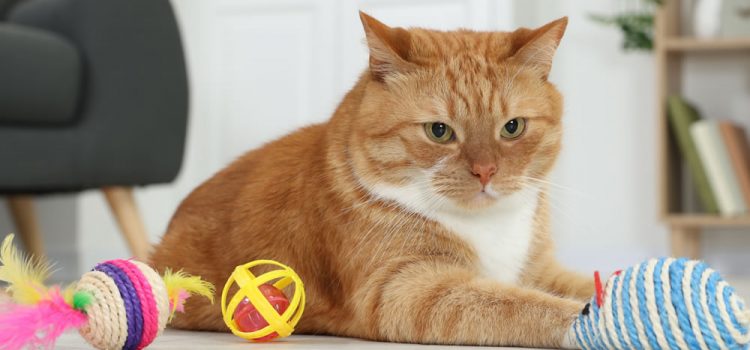 Katzenfreundliche Deko: Einrichtungstipps für Haustierbesitzer 17