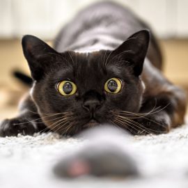 Spielzeug, das Katzen wirklich lieben: Unsere Empfehlungen Spielzeug, das Katzen wirklich lieben: Unsere Empfehlungen