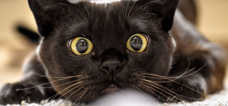Spielzeug, das Katzen wirklich lieben: Unsere Empfehlungen 20