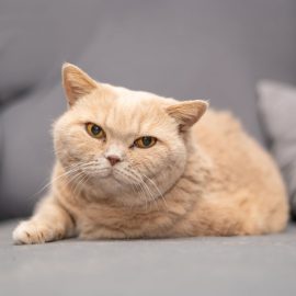 Tipps für Wohnungskatzen: So wird dein Zuhause zum Katzenparadies Tipps für Wohnungskatzen: So wird dein Zuhause zum Katzenparadies