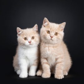 Rassekatze oder Hauskatze: Vorteile und Unterschiede Rassekatze oder Hauskatze: Vorteile und Unterschiede