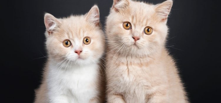 Rassekatze oder Hauskatze: Vorteile und Unterschiede 25