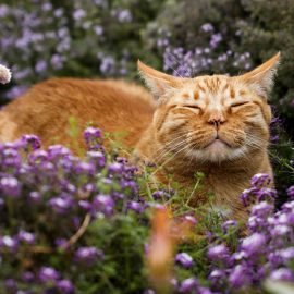 Katzenfreundlicher Garten: Tipps für eine sichere Umgebung Katzenfreundlicher Garten: Tipps für eine sichere Umgebung