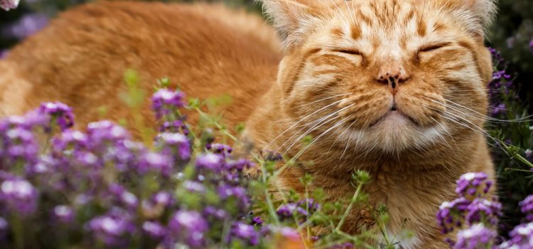 Katzenfreundlicher Garten: Tipps für eine sichere Umgebung 29