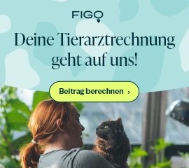 Warum ist es wichtig, Katzen zu versichern? Warum ist es wichtig, Katzen zu versichern?