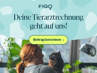 Figo Tierkrankenversicherung – Jetzt informieren