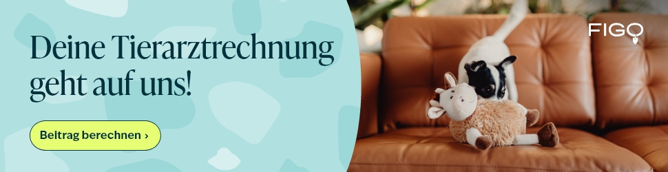 Figo Tierkrankenversicherung – Jetzt informieren