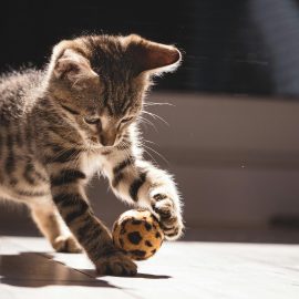 Katzendetektiv Miko: Das Geheimnis der verschollenen Spielzeuge Katzendetektiv Miko: Das Geheimnis der verschollenen Spielzeuge