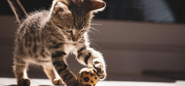 Wenig Zeit? So kannst du deine Katze trotzdem sinnvoll beschäftigen! Pexels hannaphotography 8322213