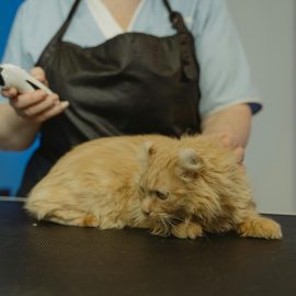 Woran erkennt man einen guten Tierarzt – und wann sollte man lieber das Weite suchen? Woran erkennt man einen guten Tierarzt – und wann sollte man lieber das Weite suchen?