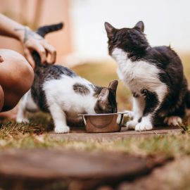 Wie du das perfekte Katzenfutter für deine Fellnase auswählst