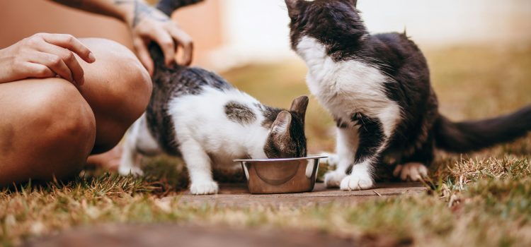 Wie du das perfekte Katzenfutter für deine Fellnase auswählst Pexels wildlittlethingsphoto 7980680