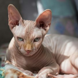Mystische Katzen: Warum sie in alten Legenden als magische Wesen galten Mystische Katzen: Warum sie in alten Legenden als magische Wesen galten