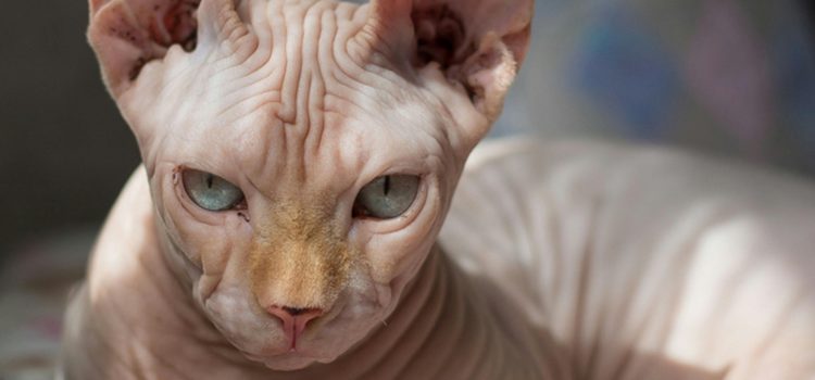 Mystische Katzen: Warum sie in alten Legenden als magische Wesen galten Pexels 366671 991831
