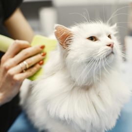 Die besten Katzenbürsten im Test: Welches Modell passt zu deiner Katze? Die besten Katzenbürsten im Test: Welches Modell passt zu deiner Katze?