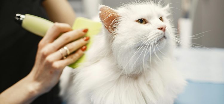 Die besten Katzenbürsten im Test: Welches Modell passt zu deiner Katze? Pexels gustavo fring 6816855