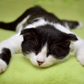 Die Katze, die das Café rettete – und berühmt wurde Die Katze, die das Café rettete – und berühmt wurde