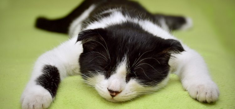 Die Katze, die das Café rettete – und berühmt wurde Cat 2605502 1280