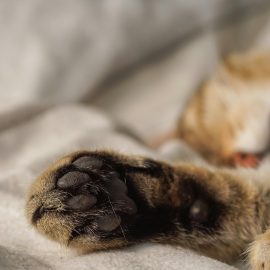 Katzen und Kunst – Meisterwerke mit Pfotenabdrücken Katzen und Kunst – Meisterwerke mit Pfotenabdrücken