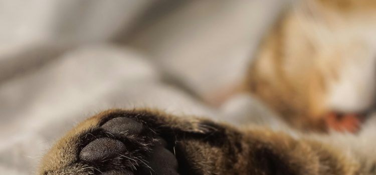 Katzen und Kunst – Meisterwerke mit Pfotenabdrücken Pexels aerishi 15391514