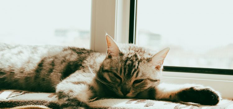 Die kleine Decke am Fenster – Mikos schönster Winter Pexels beyzaa yurtkuran 279977530 16293659