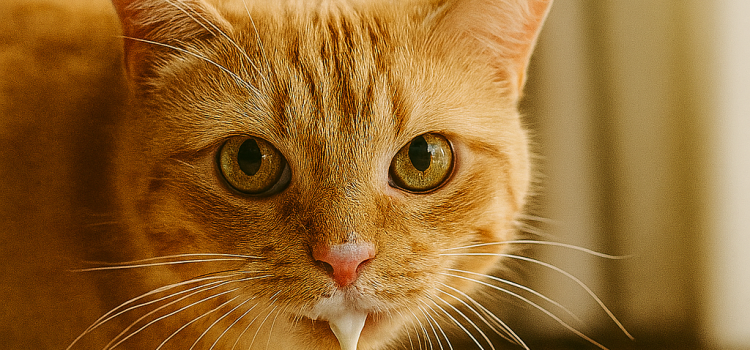 Mikos Katzenwelt: „Der Olivenöl-Fall – Ein Kater zwischen Genuss und Chaos“ Copilot 20251102 101318